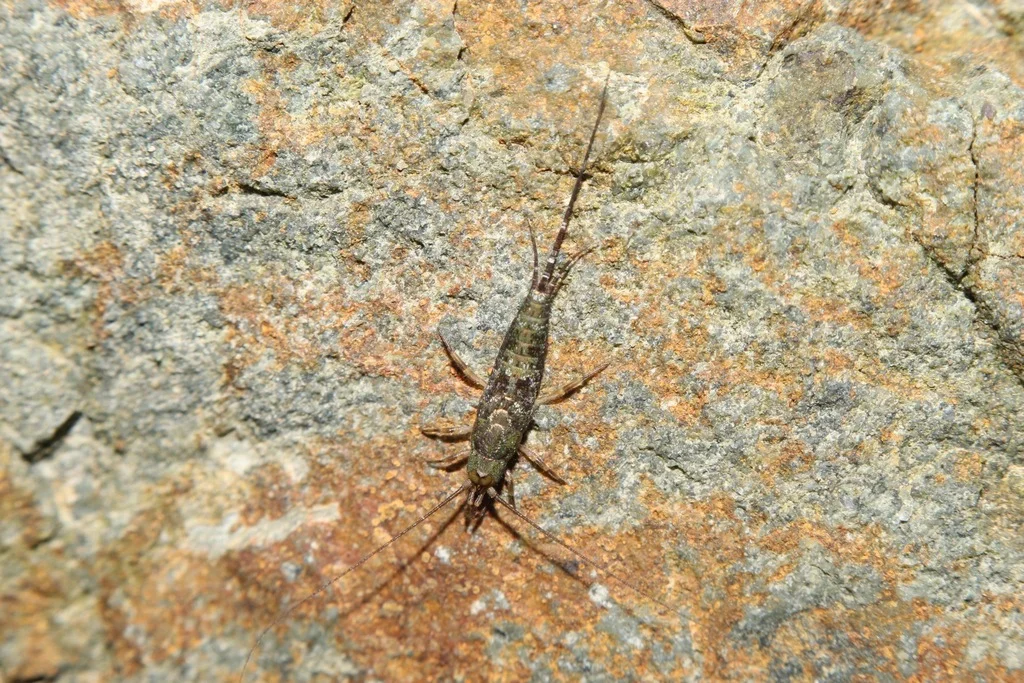 Bristletail in natural rocky habitat with visible antennae and tail filaments
