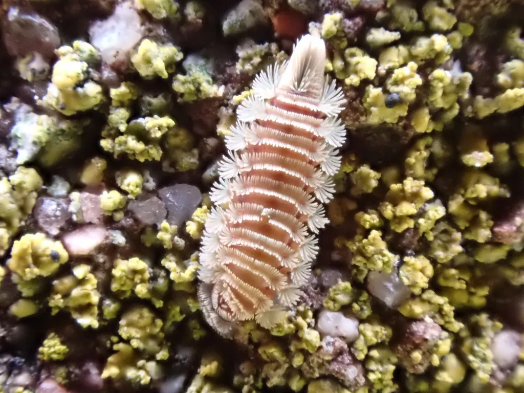 Bristly millipede on lichen-covered surface showing segmented body