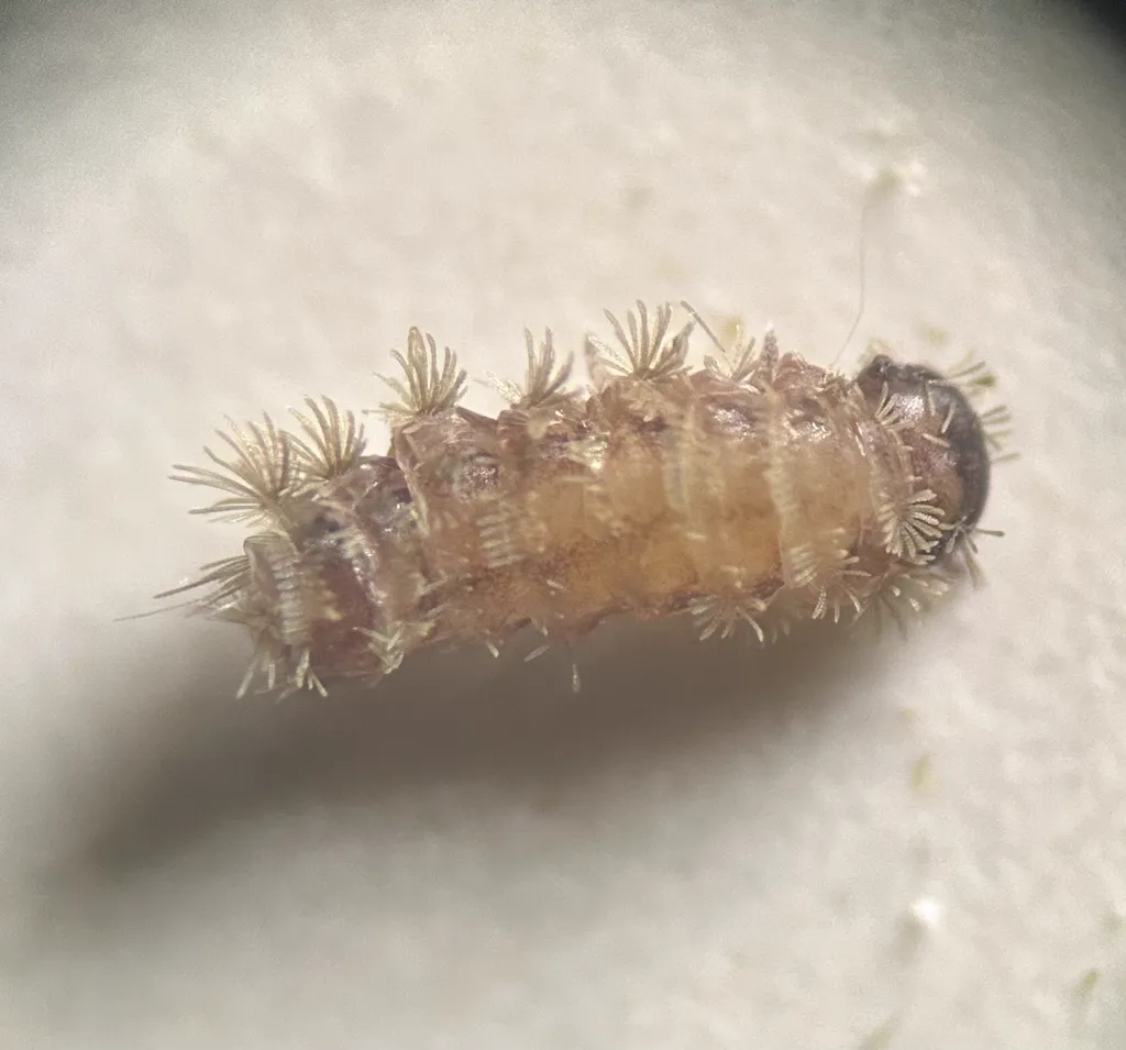 Close-up of bristly millipede showing distinctive bristle tufts