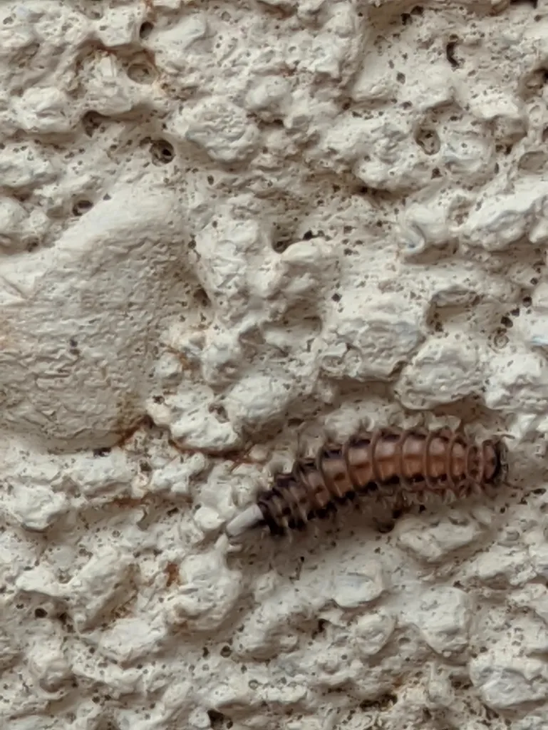 Bristly millipede crawling on textured wall surface