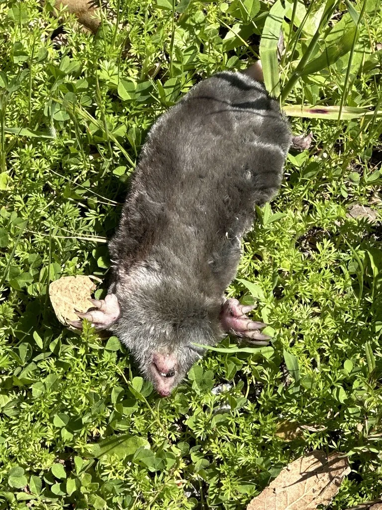 Broad-footed mole on green grass showing full body and characteristic wide front feet