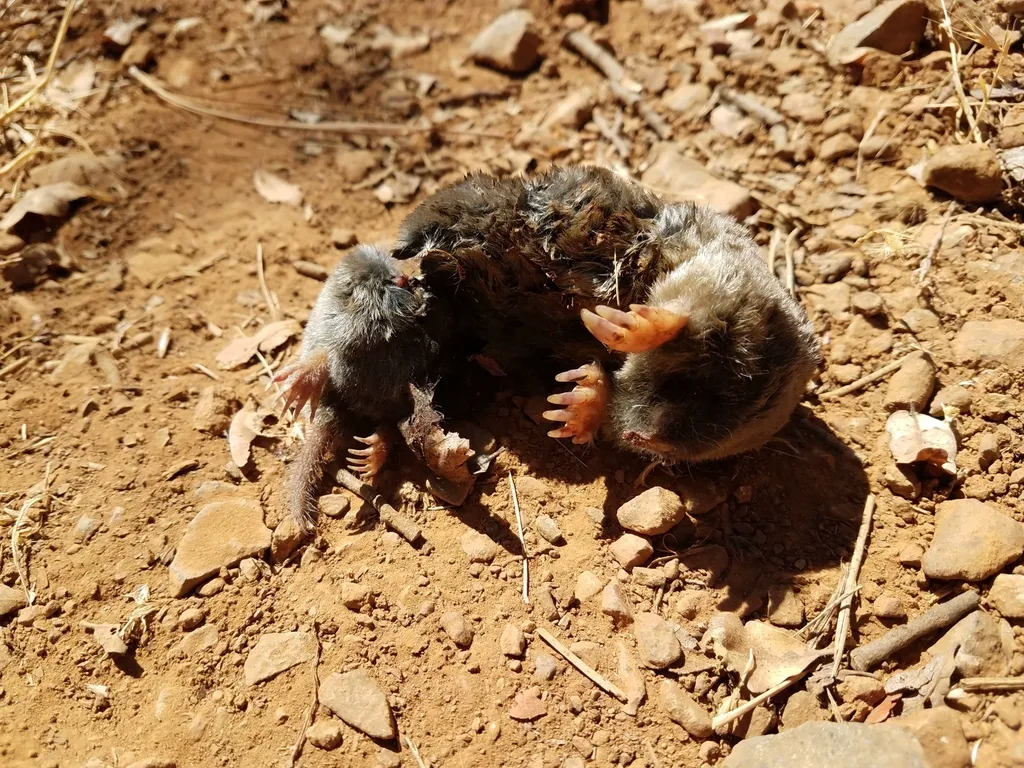 Broad-footed mole emerging from soil showing its powerful digging claws