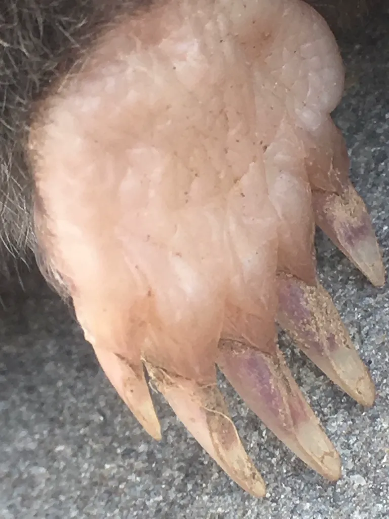 Close-up of broad-footed mole front paw showing wide paddle-like structure and long claws