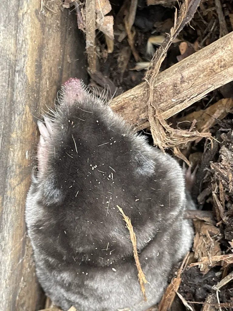 Broad-footed mole face and nose close-up showing velvety fur and small hidden eyes