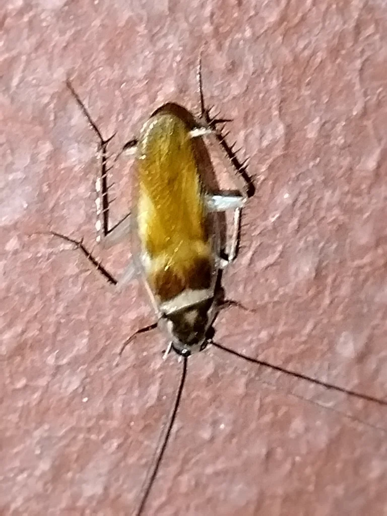 Brown-banded cockroach showing faint lighter bands across the wings