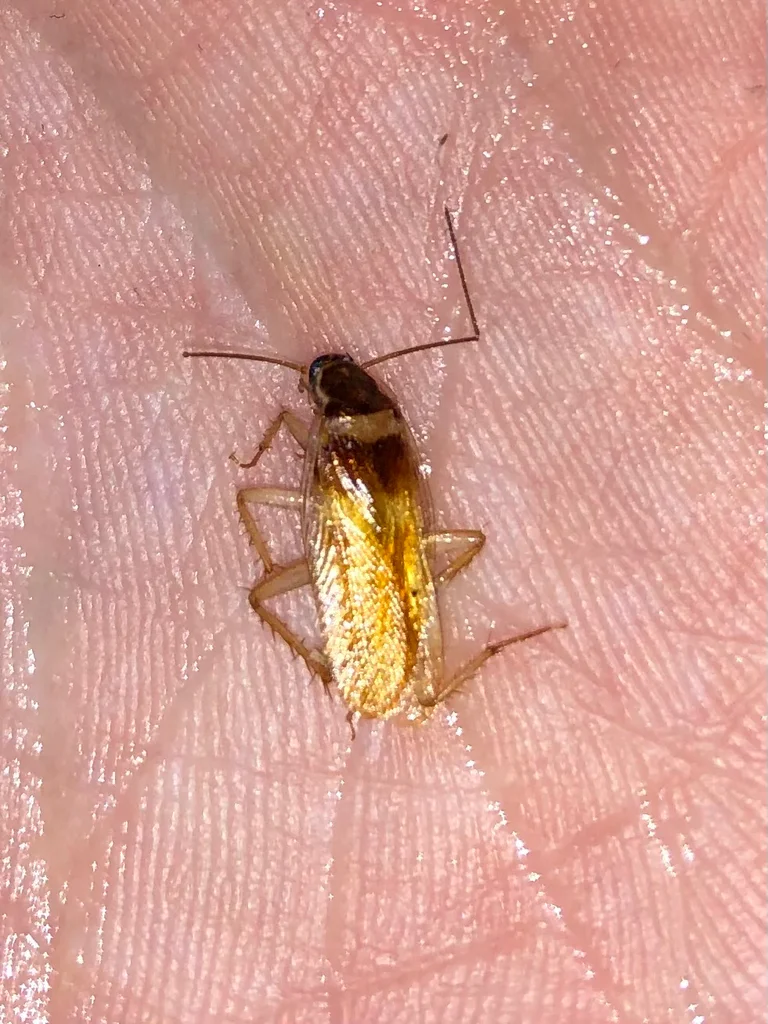 Brown-banded cockroach on human hand demonstrating small size