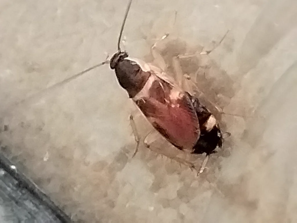 Brown-banded cockroach on neutral surface showing full body and banding pattern