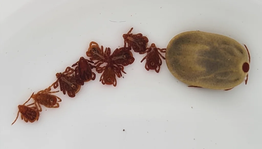 Brown dog tick life stages showing larvae, nymphs, and adult females