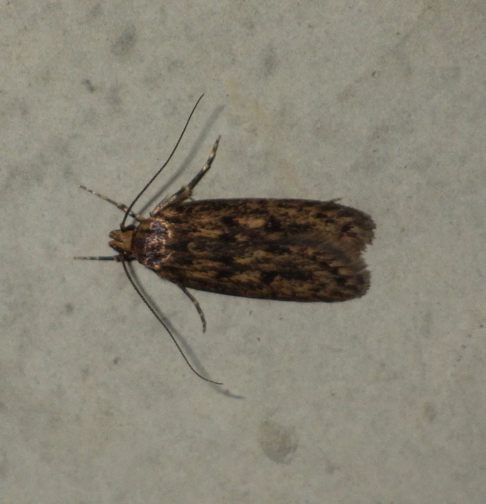 Top view of brown house moth displaying wing pattern and antennae