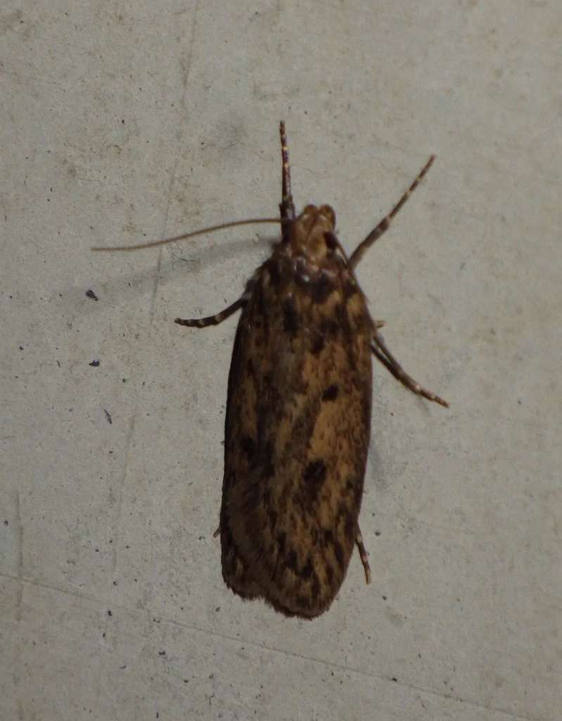Close-up of brown house moth showing detailed wing markings and long antennae