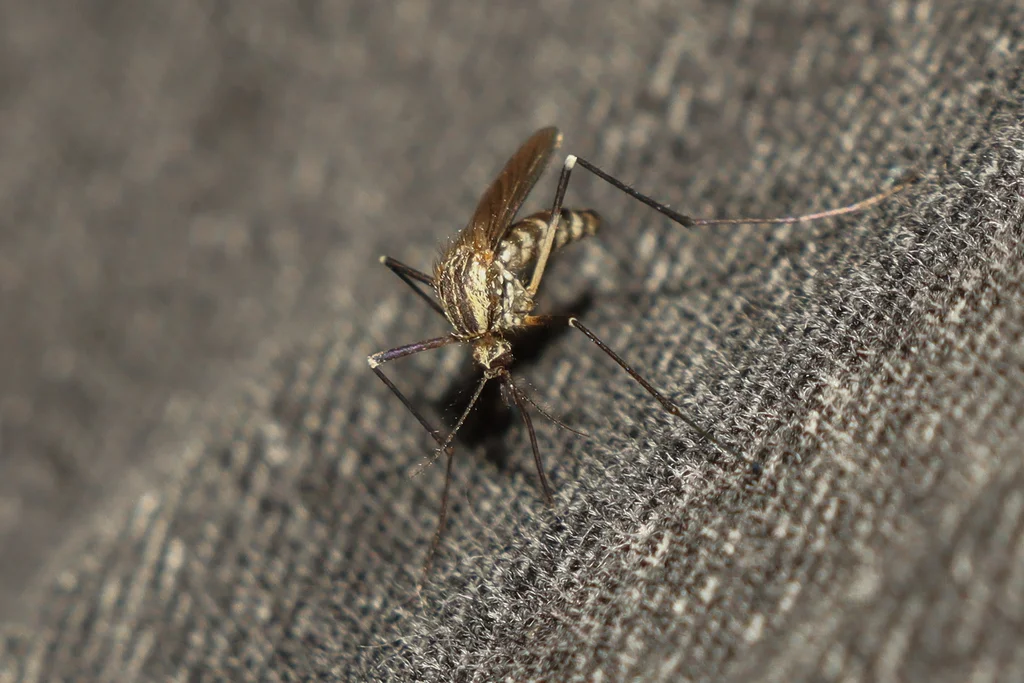 Brown saltmarsh mosquito resting on fabric showing its tan-brown body