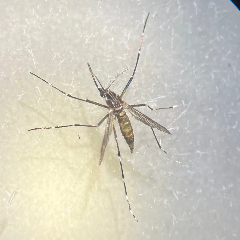 Full body view of Aedes mosquito with visible wing venation