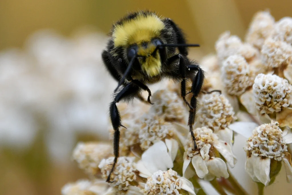 Bumble bee on white yarrow flowers collecting nectar