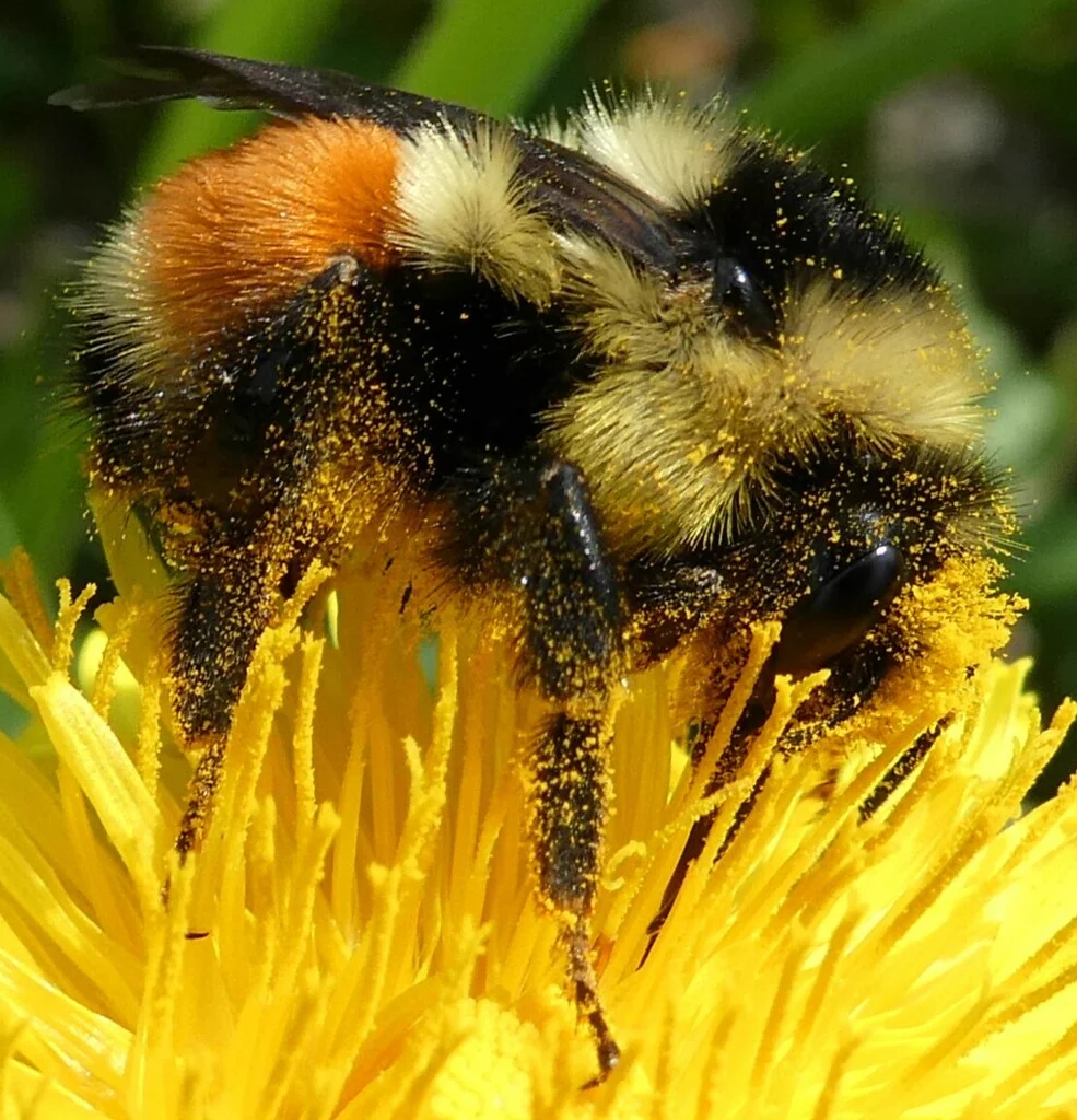 Tri-colored bumble bee foraging on yellow dandelion flower covered in pollen