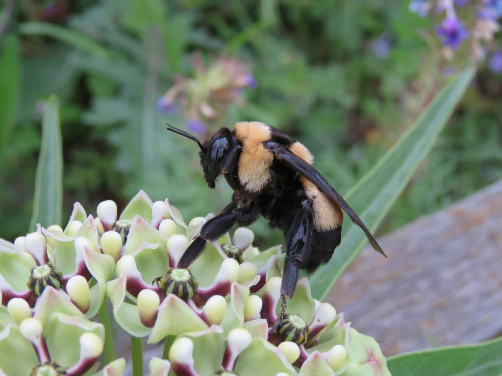 Bumble bee pollinating milkweed flowers showing fuzzy abdomen
