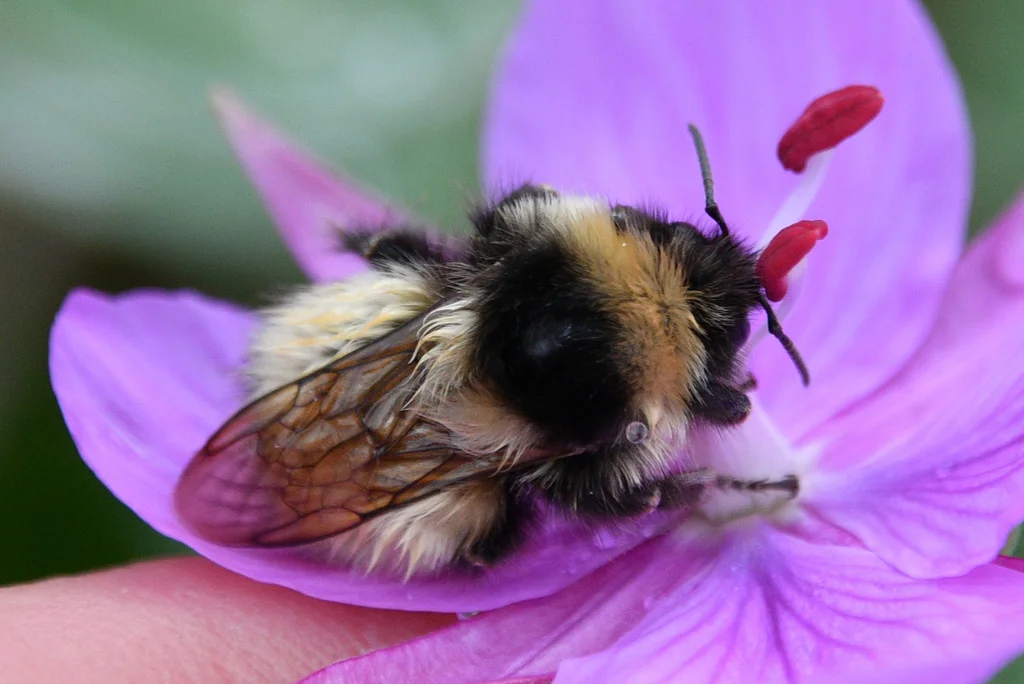 Side view of bumble bee on pink flower showing wing structure