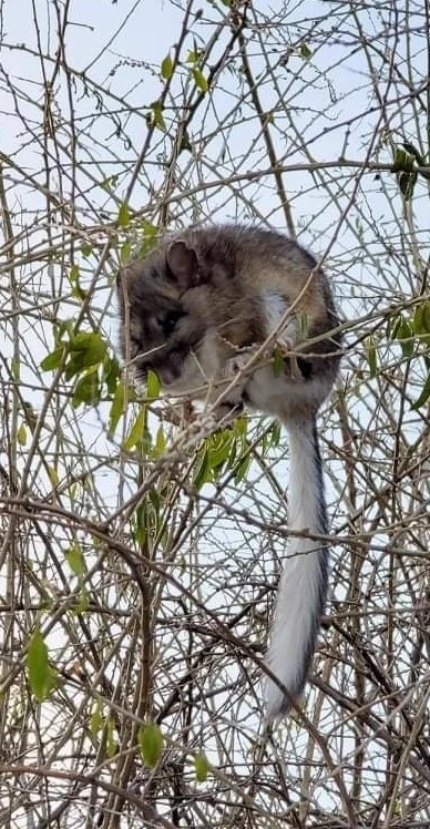 Bushy-tailed woodrat climbing through tree branches demonstrating its agility