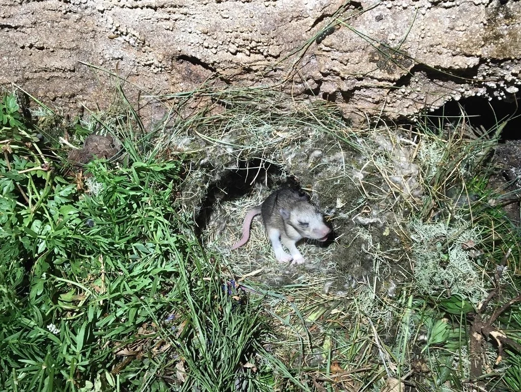 Bushy-tailed woodrat at the entrance of its nest burrow