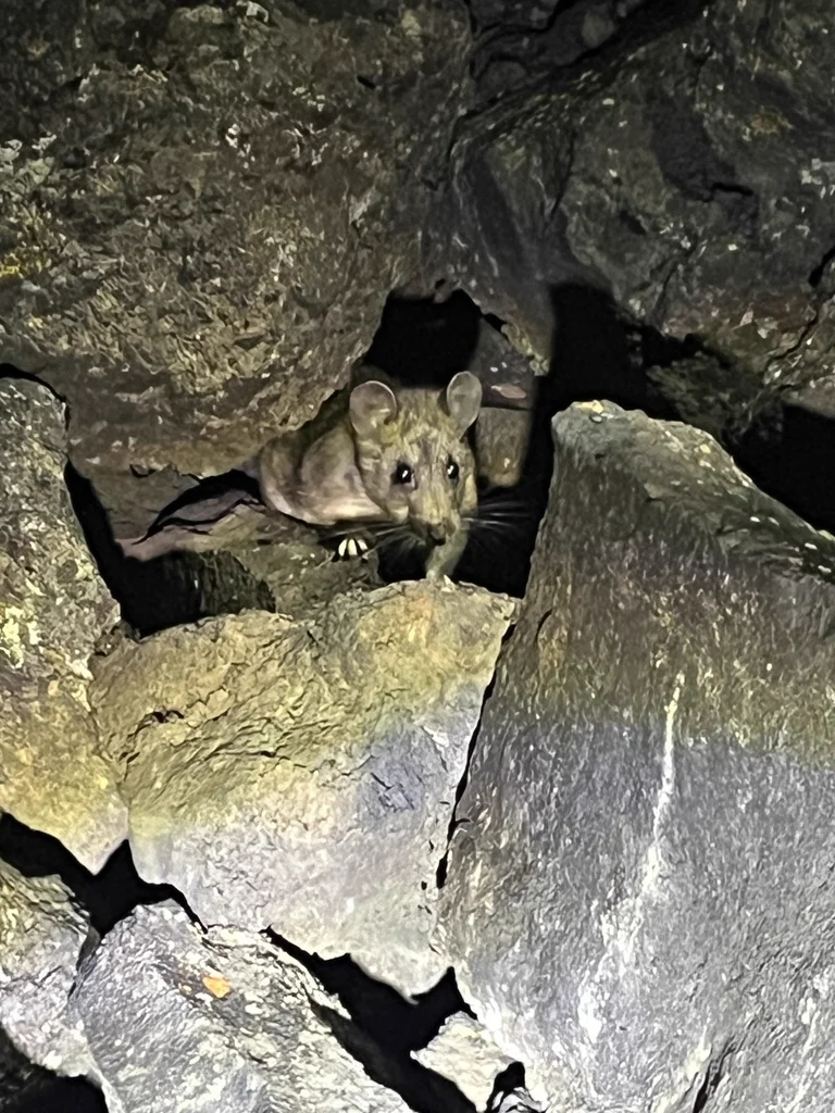 Bushy-tailed woodrat in its natural rocky habitat at night