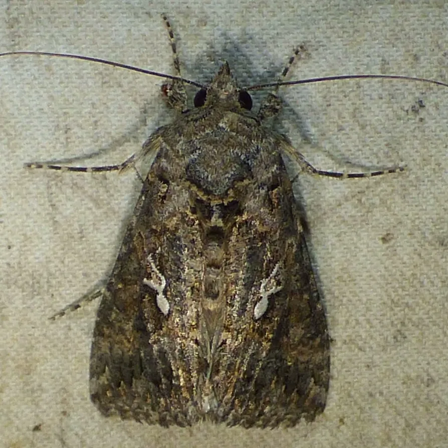 Adult cabbage looper moth at rest showing distinctive silvery stigma markings on mottled brown forewings