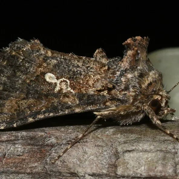 Side profile of a cabbage looper moth perched on wood showing detailed wing texture and body shape