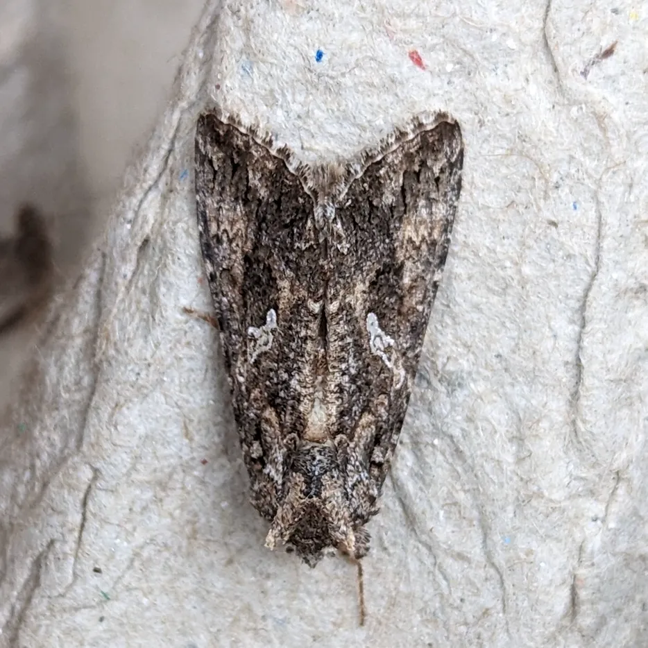 Top-down view of a cabbage looper moth on a wall showing the silvery-white wing stigma and mottled brown coloring