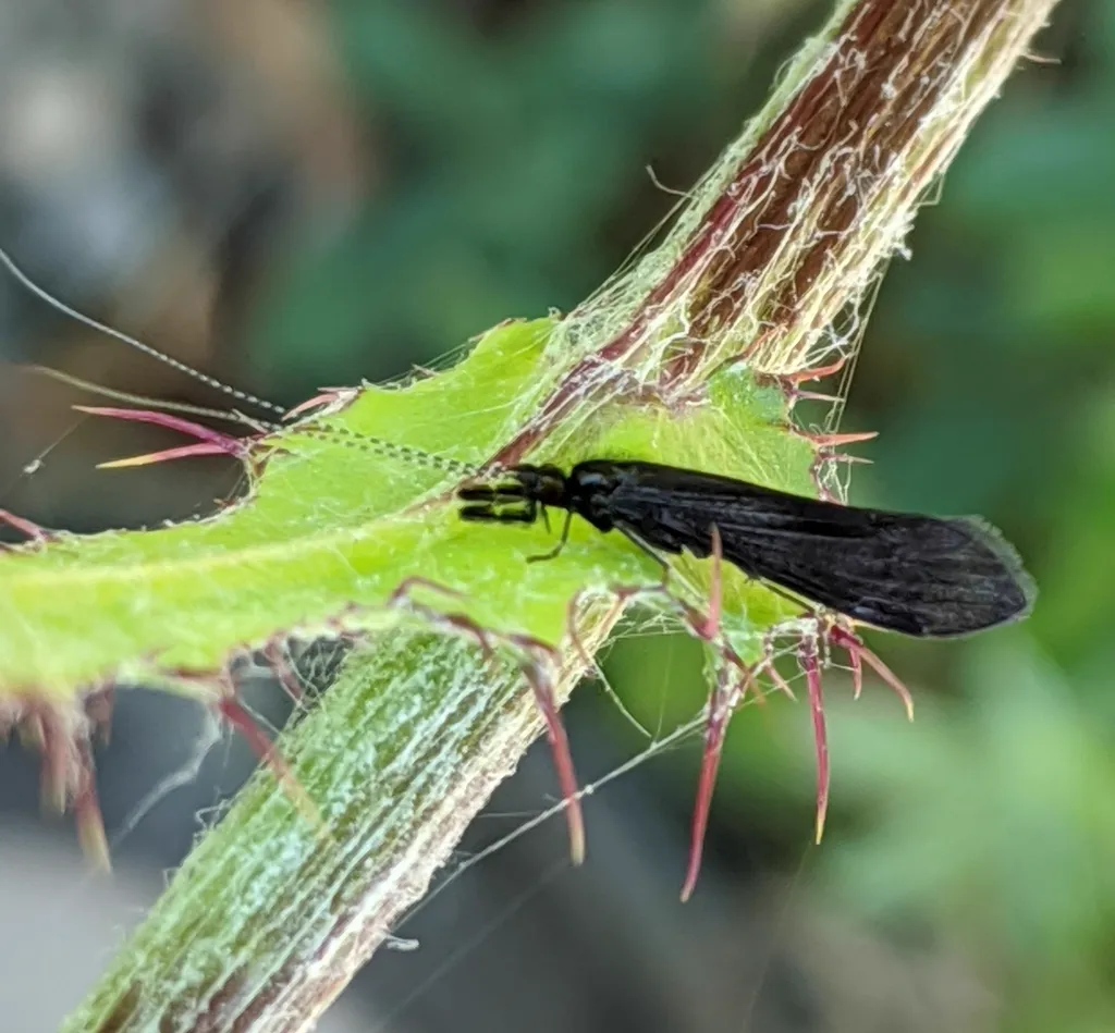 Black caddisfly with fully visible wings and antennae resting on green plant stem
