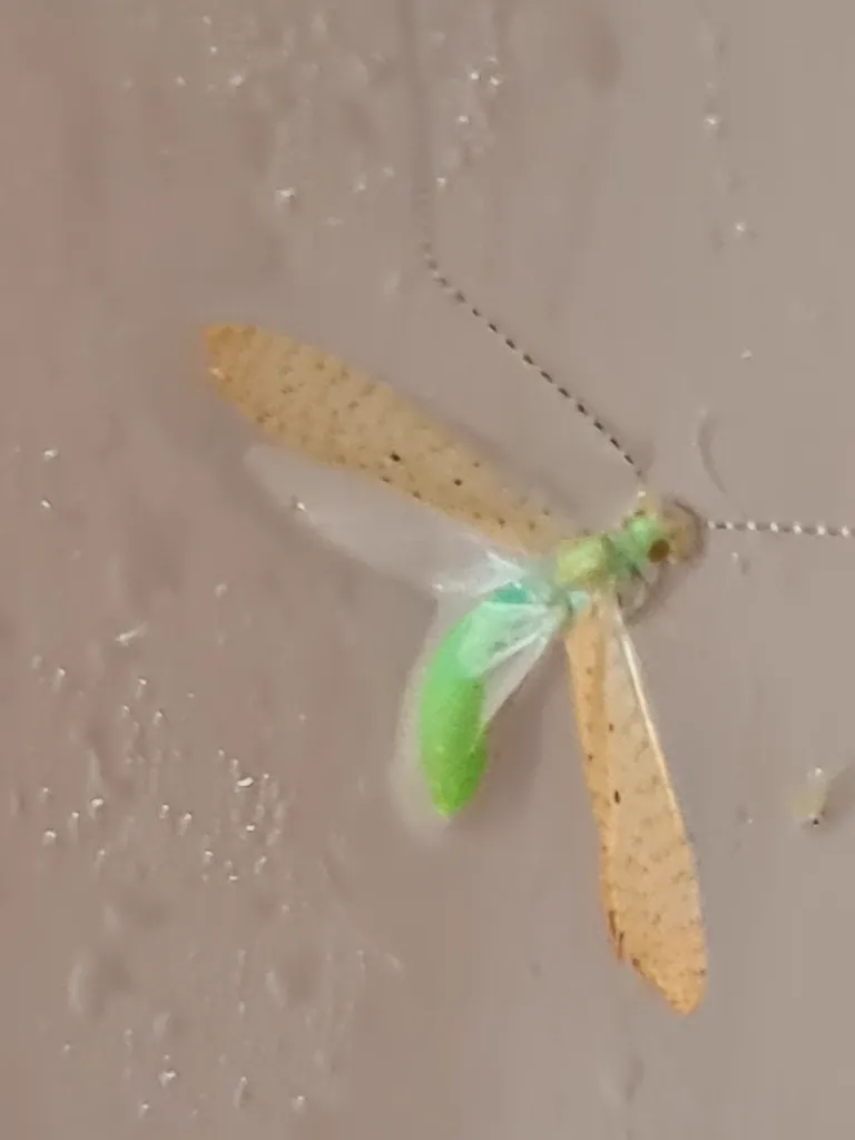 Green caddisfly showing translucent wings and delicate body structure