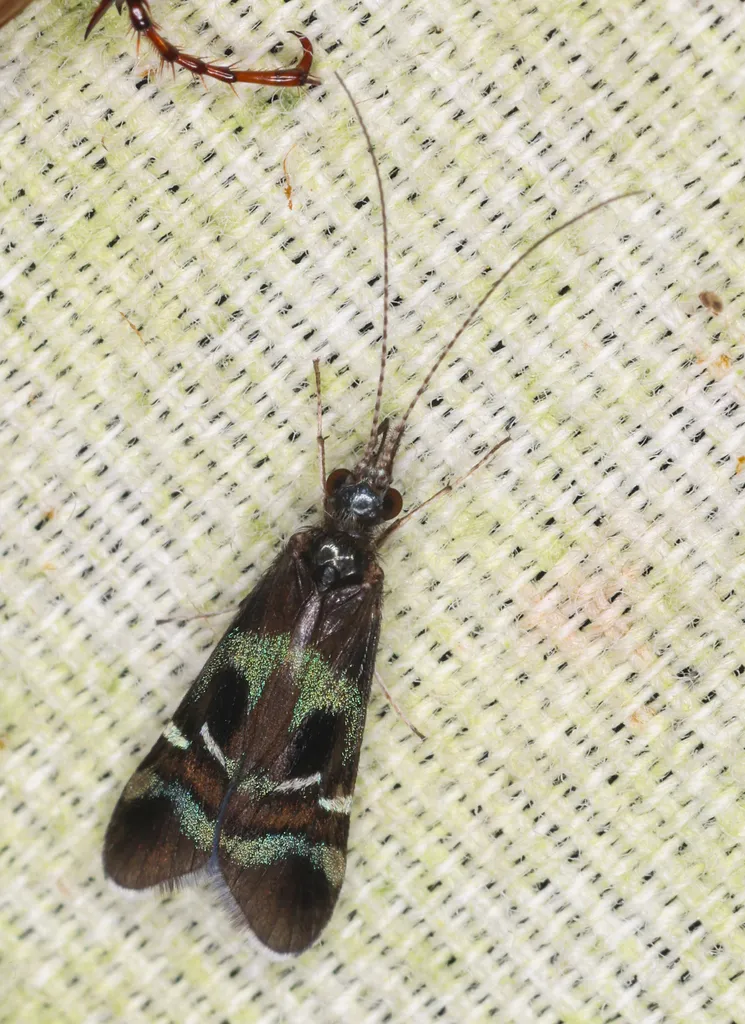 Caddisfly with banded green and black wing pattern on fabric surface