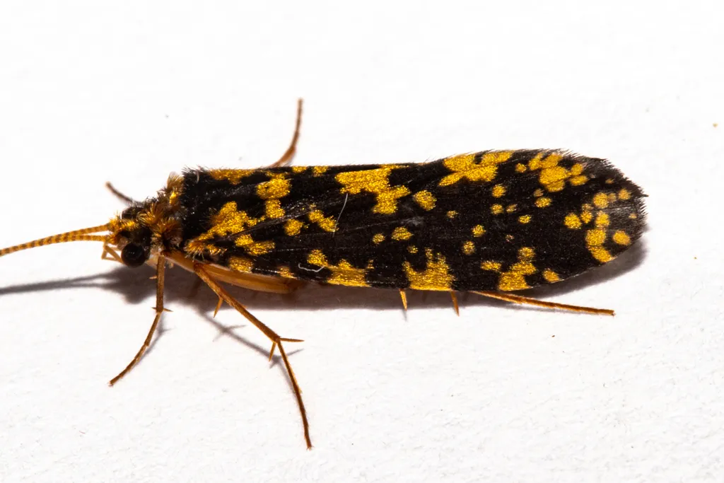 Spotted caddisfly displaying distinctive yellow and brown wing pattern