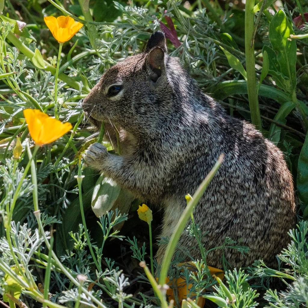 California ground squirrel foraging among wildflowers