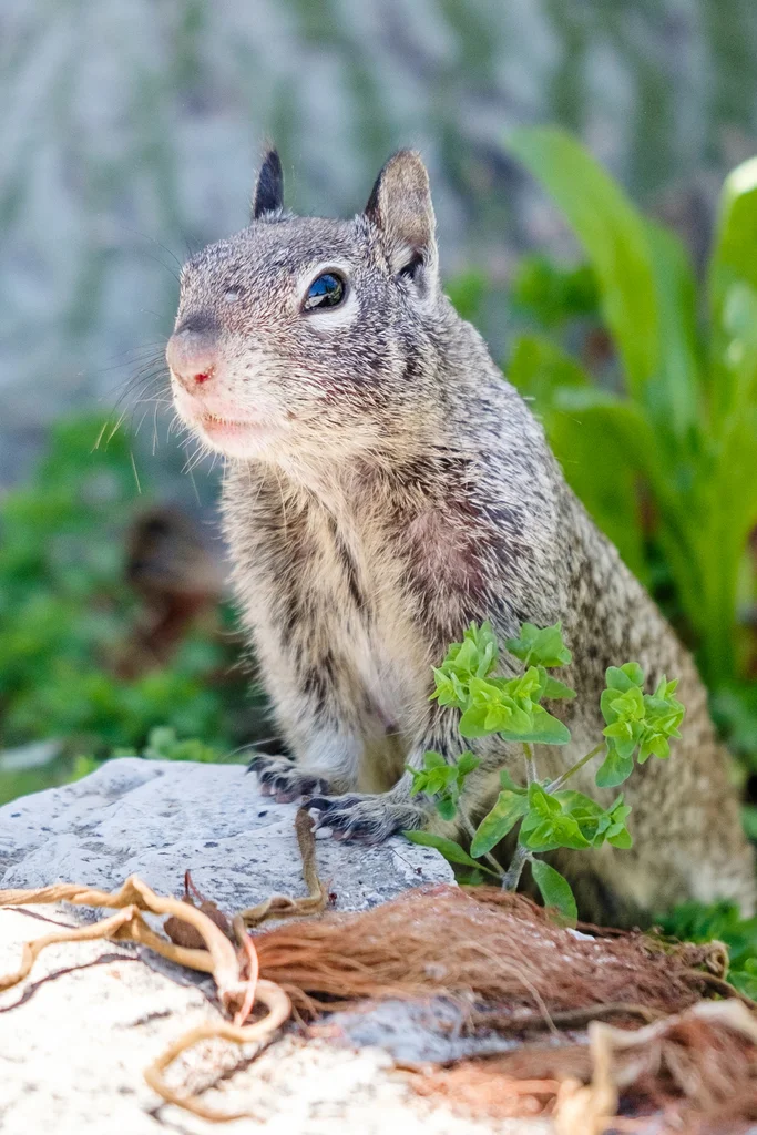 Close-up portrait of a California ground squirrel perched on a rock