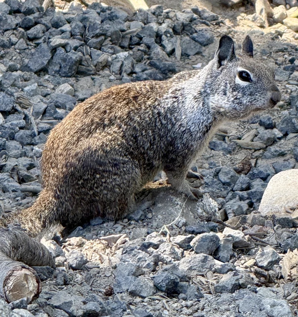 Side profile of a California ground squirrel showing body proportions and bushy tail