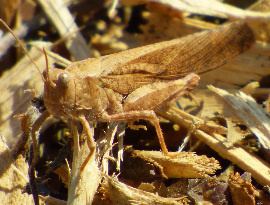 Detailed closeup of a Carolina grasshopper showing body texture and markings