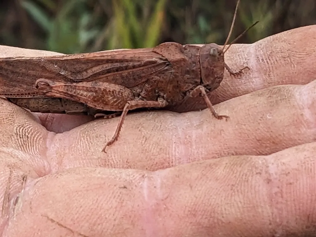 Carolina grasshopper held in hand showing side profile and body details
