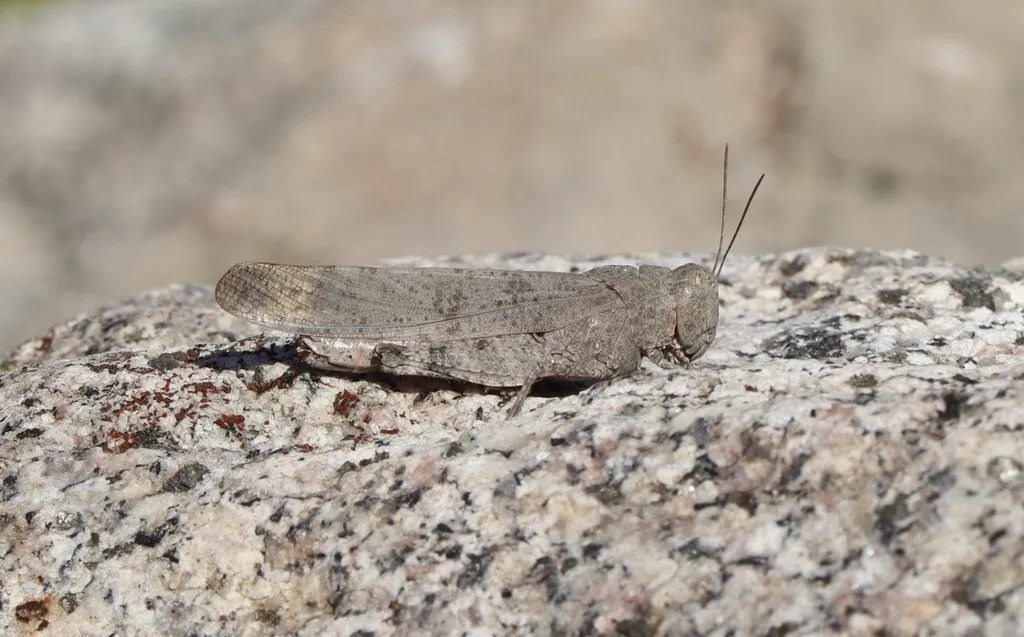 Carolina grasshopper perched on a rock displaying its camouflage coloring