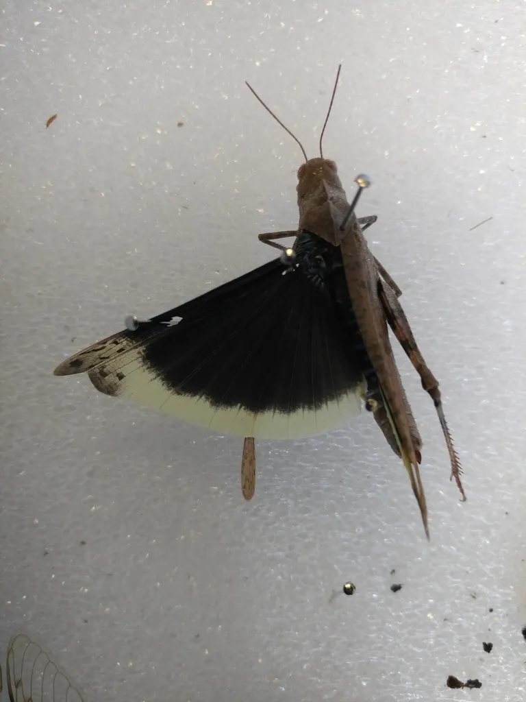 Carolina grasshopper with wings spread showing distinctive black hindwings with yellow border