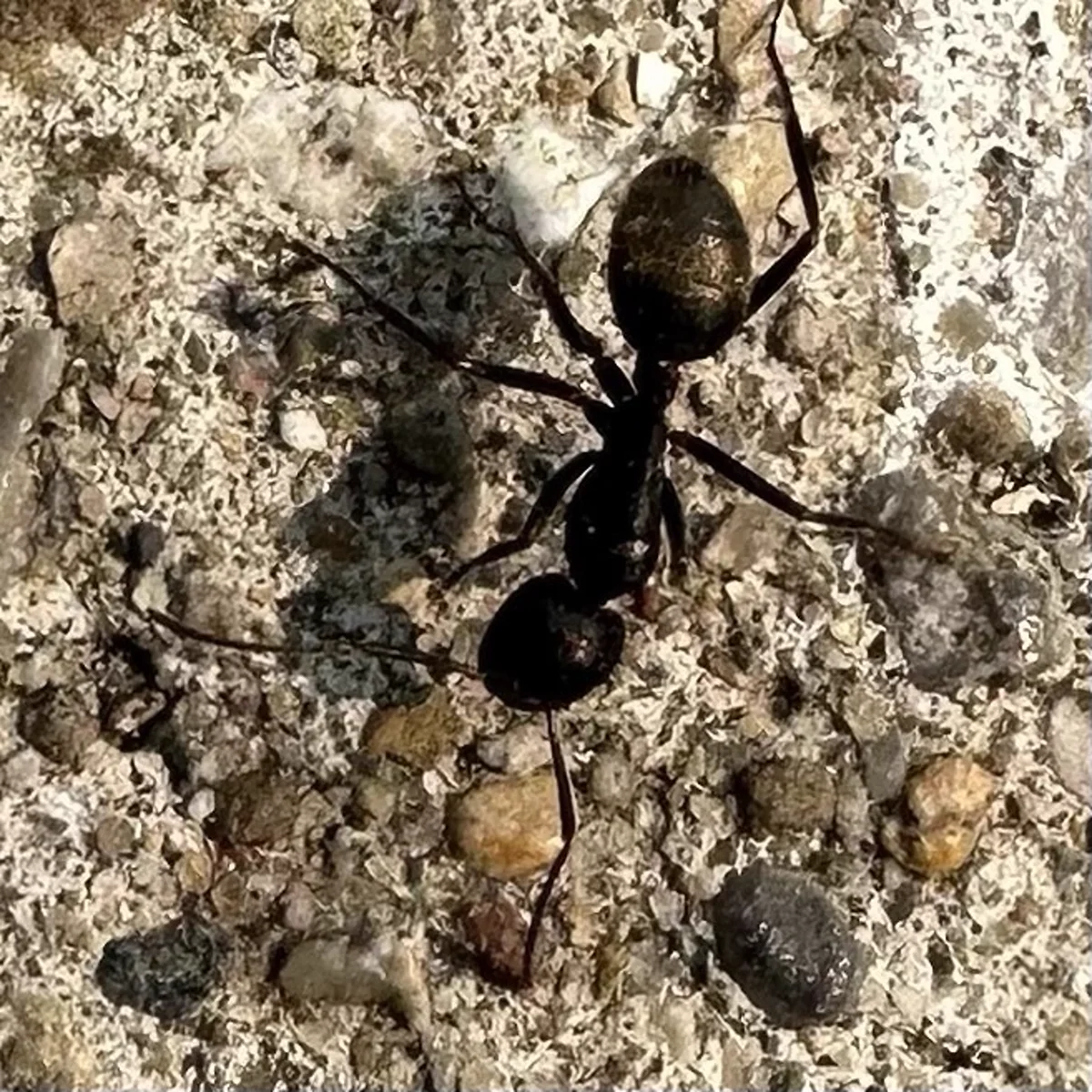 Close-up of a black carpenter ant