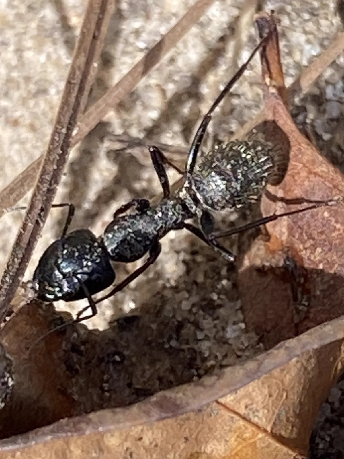 Close-up macro photo of a carpenter ant showing detailed body structure and fine hairs