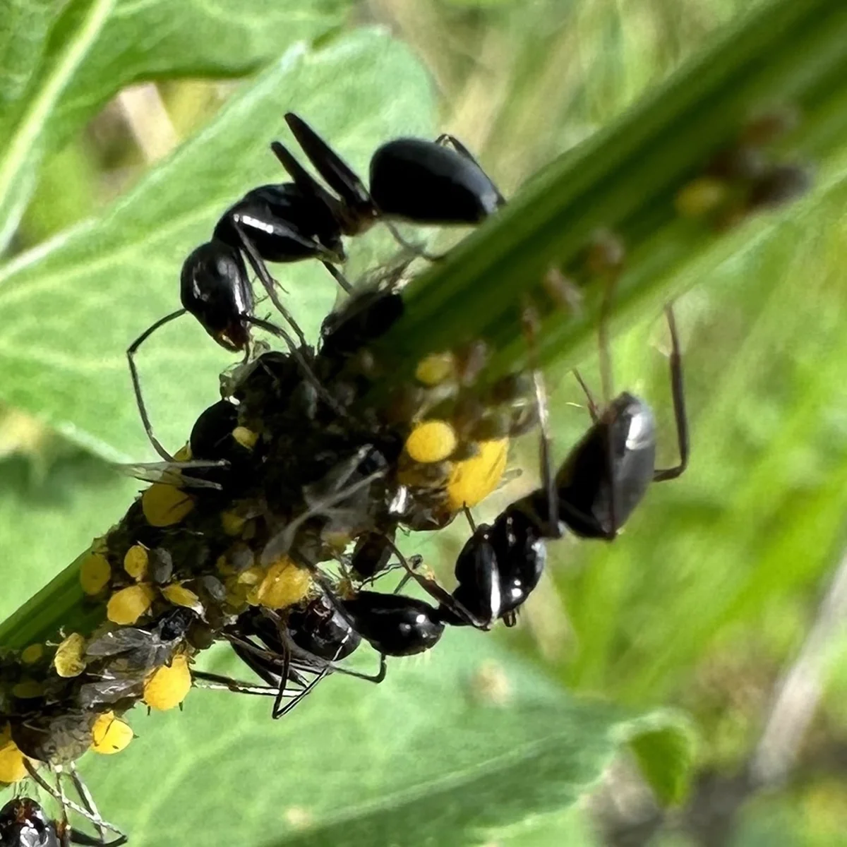 Carpenter ants tending aphids on a plant stem for honeydew