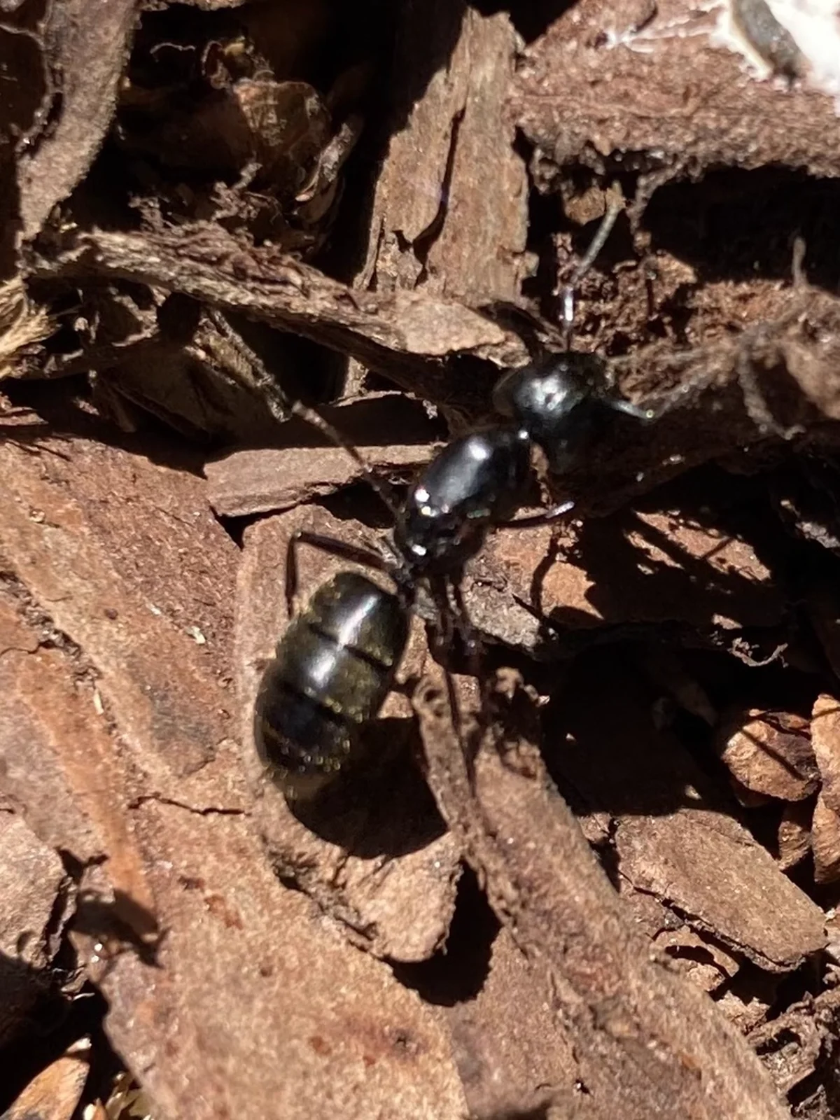 Carpenter ant on decaying wood in its natural habitat
