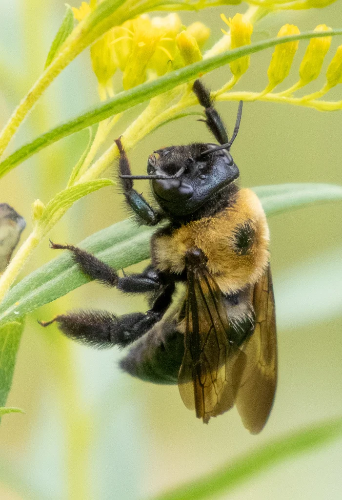 Carpenter bee clinging to yellow plant showing characteristic body structure
