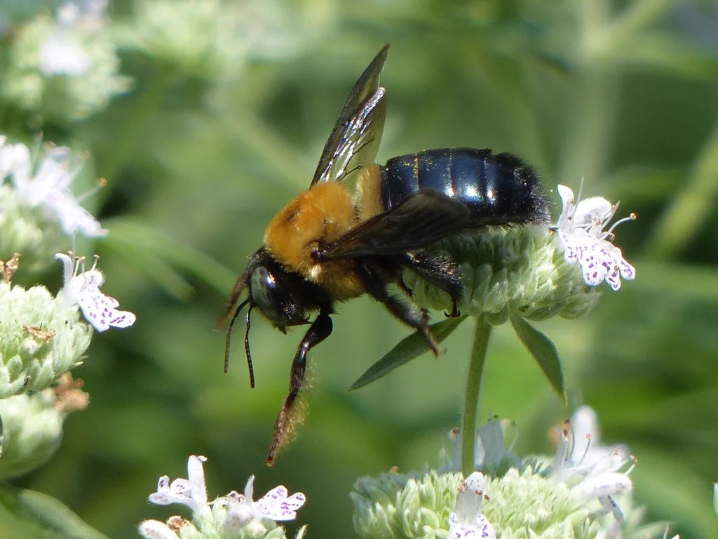 Carpenter bee emerging from a wooden gallery