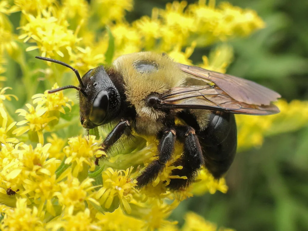 Close-up of carpenter bee on goldenrod showing body structure