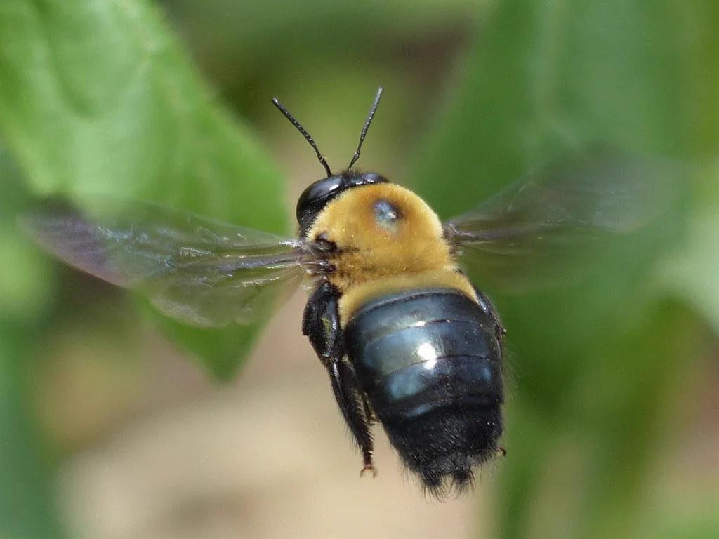 Carpenter bee in flight displaying shiny black abdomen