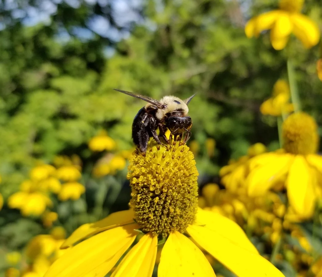 Carpenter bee pollinating a yellow coneflower