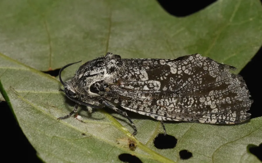 Side view of a carpenter worm moth resting on an oak leaf, one of its main host trees