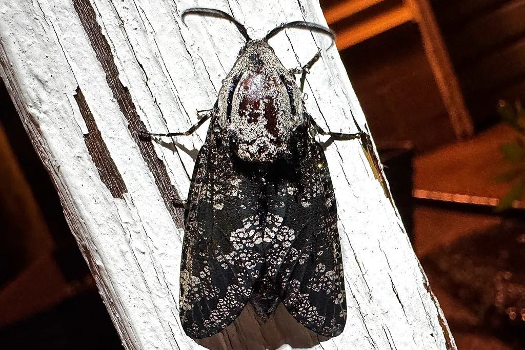 Dark carpenter worm moth resting on a white porch railing at night