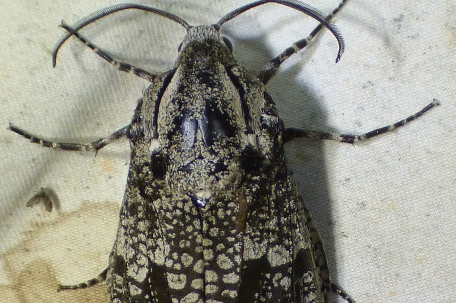 Close-up of a carpenter worm moth head and thorax showing banded legs and a lacy black wing pattern