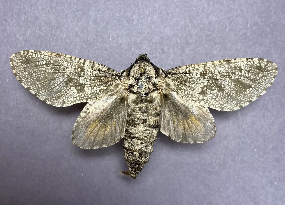 Carpenter worm moth with wings spread showing mottled forewings, paler hindwings, and a thick body